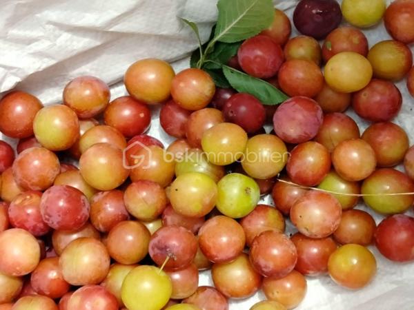 Terrain de 5 400 m²