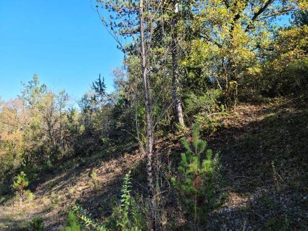 Terrain boisé et viabilisé avec tout à l'égout