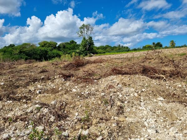 Saint-François (97118) TERRAIN PLAT, VIABILISE, BORNE DANS LE LOTISSEMENT