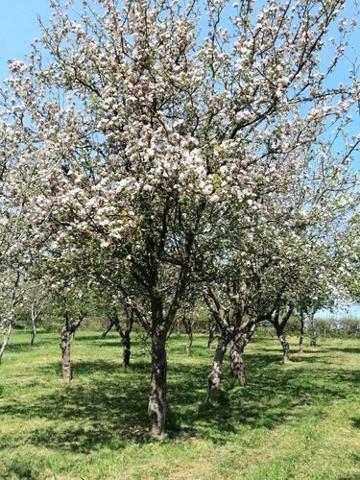 Terrain de loisirs à vendre à La Baconnière en Mayenne (53240), ref : 53090-710
