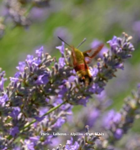 South Luberon – A Confidential Signature