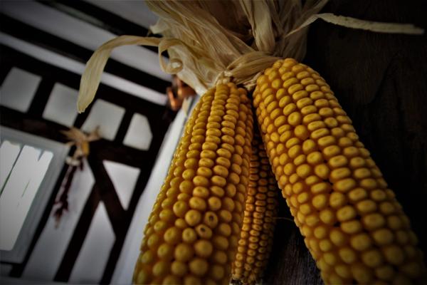 Airial entre Dax et la côte d'argent