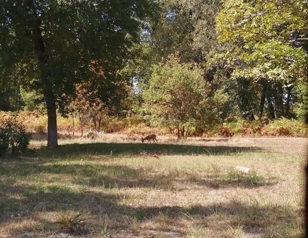 Airial entre Dax et la côte d'argent