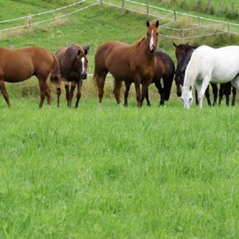 Dpt Vosges (88), à vendre proche CONTREXEVILLE - FERME LORRAINE à réhabiliter / Terrain env 4000 m2