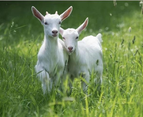 Dpt Vosges (88), à vendre proche CONTREXEVILLE - FERME LORRAINE à réhabiliter / Terrain env 4000 m2