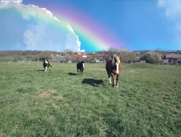 Dpt Vosges (88), à vendre proche CONTREXEVILLE - FERME LORRAINE à réhabiliter / Terrain env 4000 m2