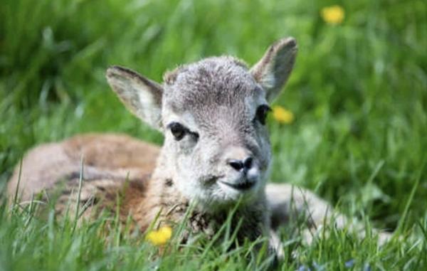 Dpt Vosges (88), à vendre proche CONTREXEVILLE - FERME LORRAINE à réhabiliter / Terrain env 4000 m2