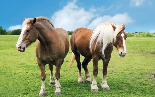 Dpt Vosges (88), à vendre proche CONTREXEVILLE - FERME LORRAINE à réhabiliter / Terrain env 4000 m2