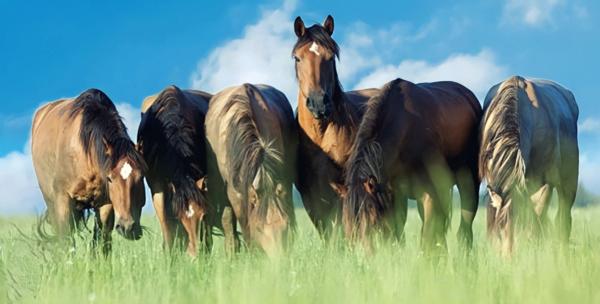 Dpt Vosges (88), à vendre proche CONTREXEVILLE - FERME LORRAINE à réhabiliter / Terrain env 4000 m2