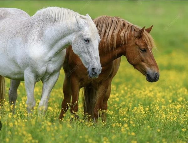 Dpt Vosges (88), à vendre proche CONTREXEVILLE - FERME LORRAINE à réhabiliter / Terrain env 4000 m2
