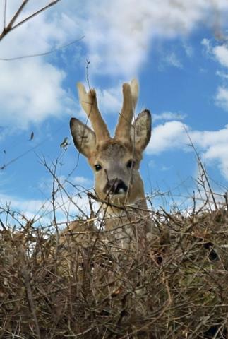 Dpt Vosges (88), à vendre proche CONTREXEVILLE - FERME LORRAINE à réhabiliter / Terrain env 4000 m2