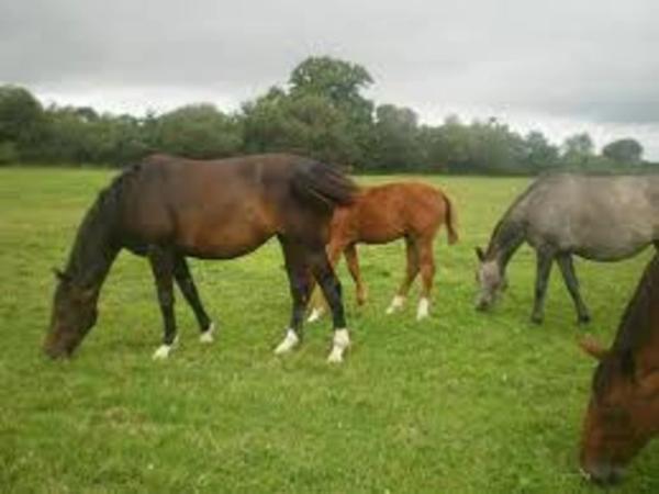 Dpt Vosges (88), à vendre proche CONTREXEVILLE - FERME LORRAINE à réhabiliter / Terrain env 4000 m2