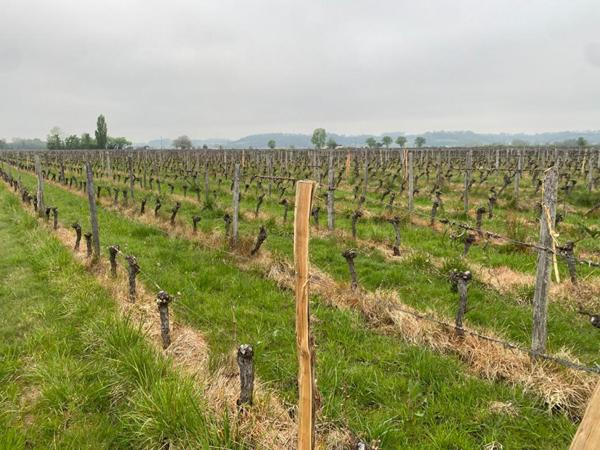 SAINT EMILION - PARCELLE DE VIGNES 5.3 HA