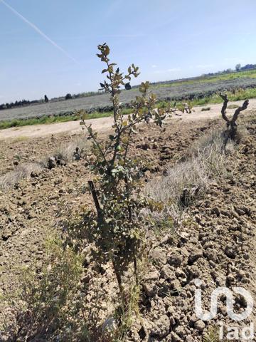 Terrain à vendre 4 952 m² Sainte-Cécile-les-Vignes