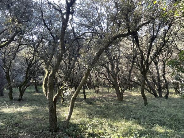 Maison 10 pièces - 300 m² Bien prestige