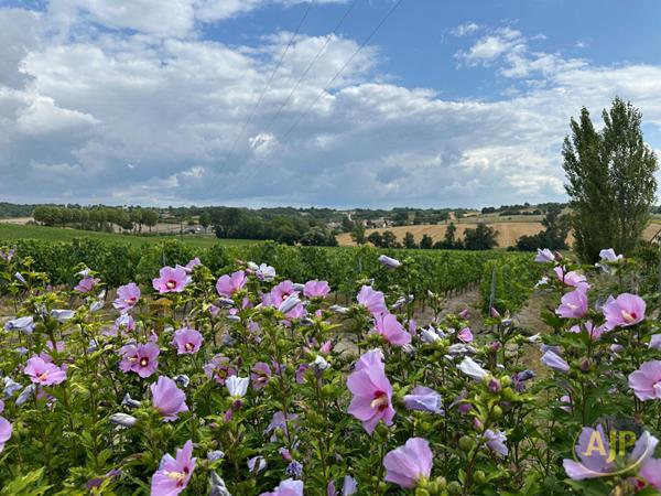 Vente maison Mirambeau : 185 000 € - AJP Immobilier Pons