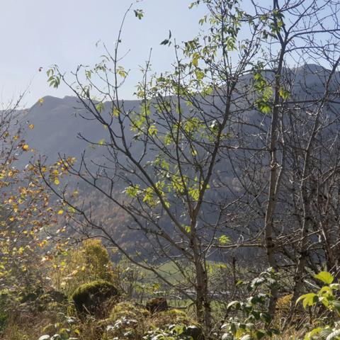 Grange à vendre 2 pièces LE FALGOUX (15)