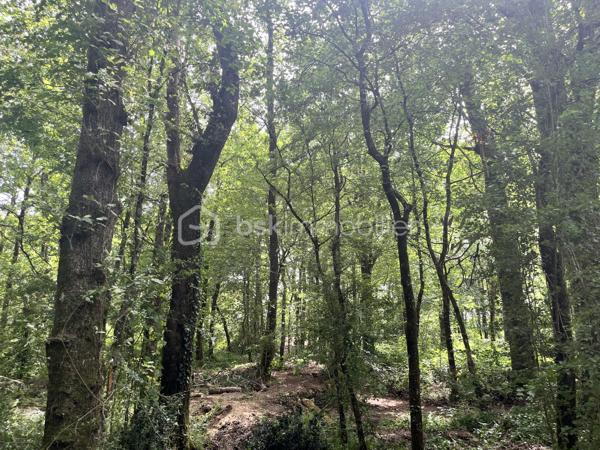 À proximité de la Forêt de Grasla, venez découvrir ce terrain de loisirs de 5 995 m², idéal pour profiter de moments de détente en famille ou entre amis.
Vous y trouverez :
 Un grand espace de stationnement
Un terrain de pétanque
 Plusieurs espaces ombragés
Une partie boisée composée de belles essences locales (chênes, frênes, châtaigniers...)
Le terrain bénéficie également d'un écoulement d'eau naturel en période de pluie.
Les + :  Environnement calme /  Cadre naturel agréable /  Bois disponible pour votre cheminée ou votre poêle
À noter : Terrain non constructible / Sans eau / Sans électricité
Un véritable coin de nature pour se ressourcer et partager de bons moments.
📞 Contactez-moi pour plus d'informations ou organiser une visite.