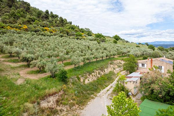 Sur 9 hectares d'une propriété avec 700 pieds d'oliviers