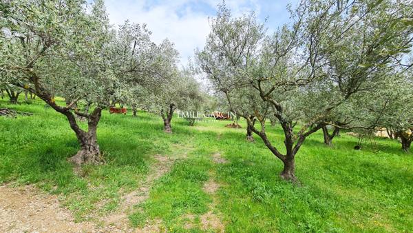 Sur 9 hectares d'une propriété avec 700 pieds d'oliviers