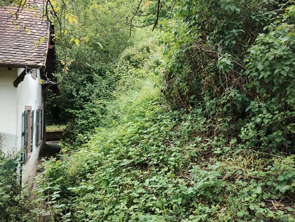 Maison à rénover avec grand terrain à Sainte-Marie-aux-Mines