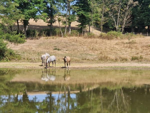 À VENDRE – Exclusivité Sud Bourgogne, Brionnais, Propriété du XIXème, 7 hectares libres, 2 étangs