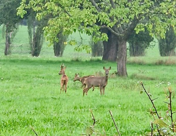À VENDRE – Exclusivité Sud Bourgogne, Brionnais, Propriété du XIXème, 7 hectares libres, 2 étangs