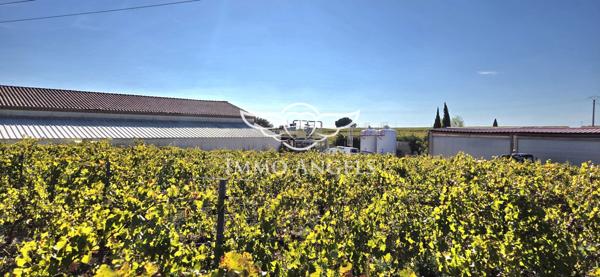 Domaine viticole à vendre entre Nîmes et la Méditerranée – Mas contemporain