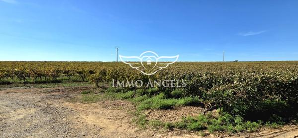 Domaine viticole à vendre entre Nîmes et la Méditerranée – Mas contemporain