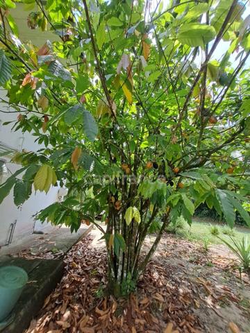 Dpt Guyane (973), à vendre maison P8 de 300 m²