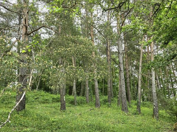 Maison d'architecte avec piscine et deux studios loués