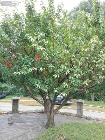 Achat - Maison Saint-Georges-des-Groseillers 61100 5 pièces 136 m 2 511 m 2