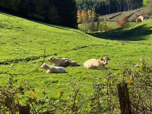 Maison à vendre 7 pièces proche de CHAUFFAILLES (71) 216m² - 5 chambres - dépendances - terrain 1495m²