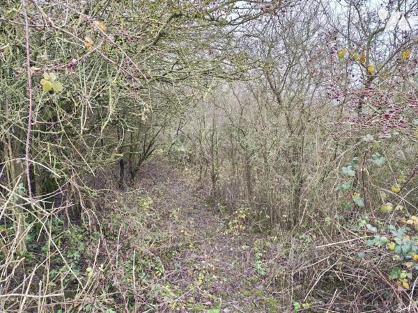  NOUVEAUTE - BOIS sur FAUQUEMBERGUES 