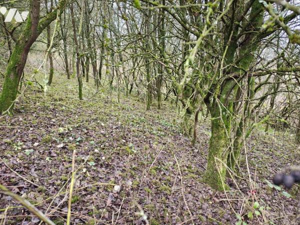  NOUVEAUTE - BOIS sur FAUQUEMBERGUES 