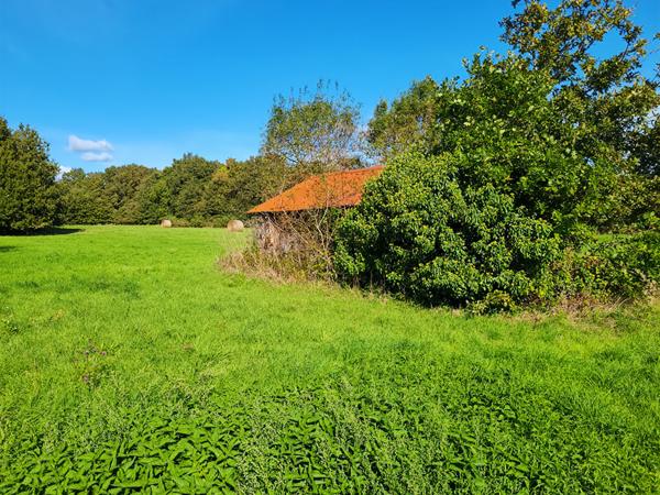 SALLERTAINE , maison de 39 m² à restaurer sur plus de 1 hectare !