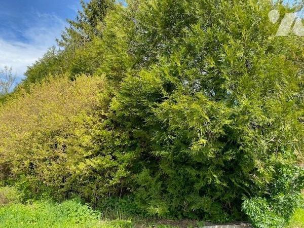 PRUNAY : Terrain de loisir arboré