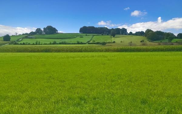 64270 LABASTIDE VILLEFRANCHE terrain constructible 5000 M2 à 10 mn BIDACHE
