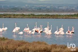 Restaurant à vendre 145 m² Palavas-les-Flots