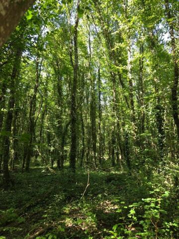 Deux parcelles de bois