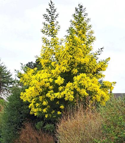 Guichen (35580) Maison familiale 200 m² – Parc arboré 6 000m² – 15 min au sud-ouest de Rennes