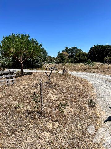 FACE A LA FORET