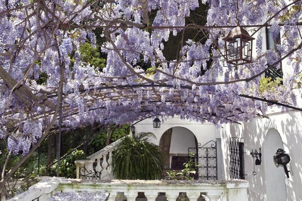 Citronneraie - Jardin d'exception