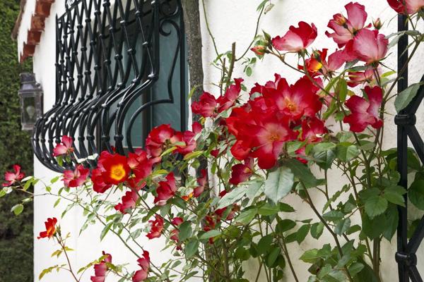 Citronneraie - Jardin d'exception