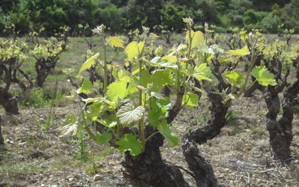 Terrain à vendre    Cascastel-des-Corbières