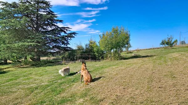 A vendre a Feugarolles Maison en pierre avec pension canine, dépendances et terrain