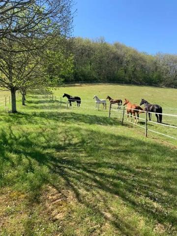 Domaine d'exception, à 5mn d'Auch, dans le Gers, sur 16 ha de prairies