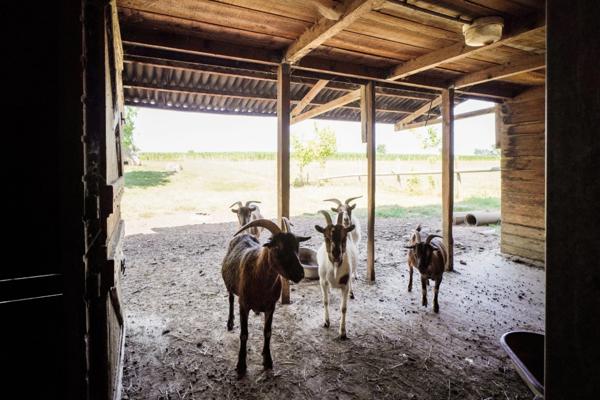 Maison à vendre 8 pièces proche de VONNAS (01)