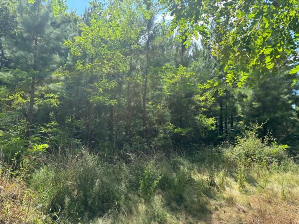 Terrain à vendre de 71120,00 m² RION DES LANDES (40)