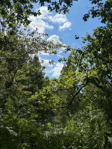 Terrain à vendre de 71120,00 m² RION DES LANDES (40)